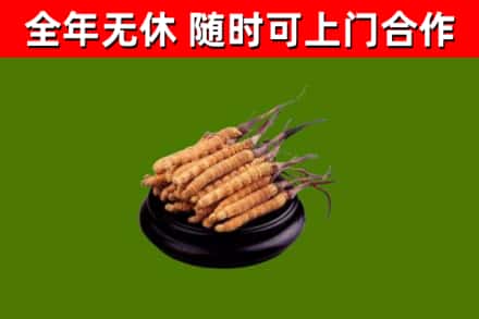 古城回收散虫草