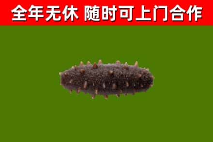 古城回收海参干